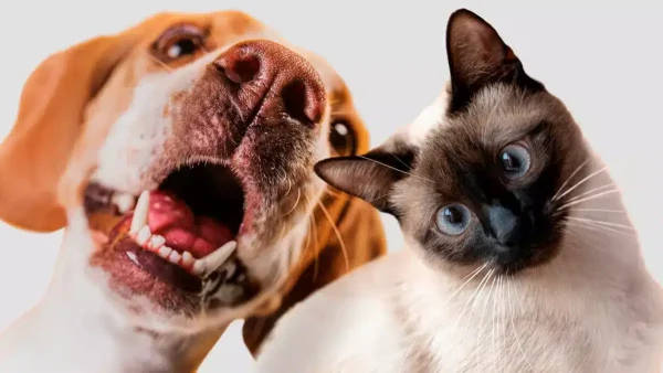Atención veterinaria para perros y gatos