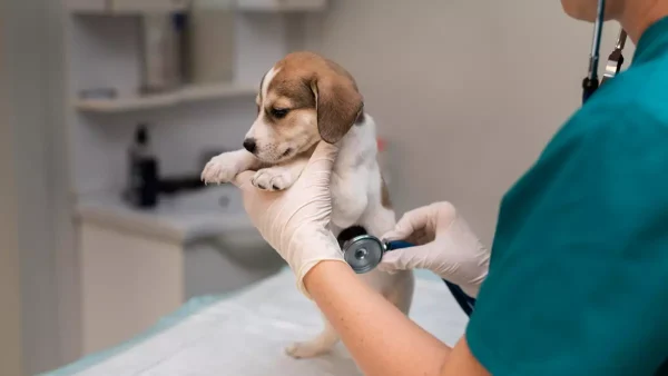 Veterinaria con un perrito