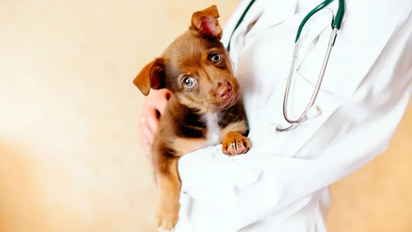 Perro con veterinaria