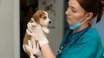 Veterinaria con un perro
