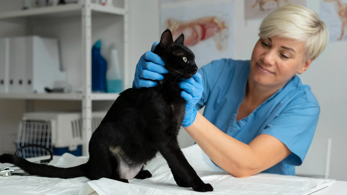 Gato negro en la veterinaria