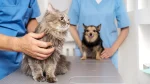 Gato y perro en el veterinario