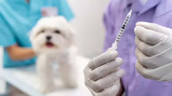 Veterinario aplicando vacuna contra la rabia a un perro