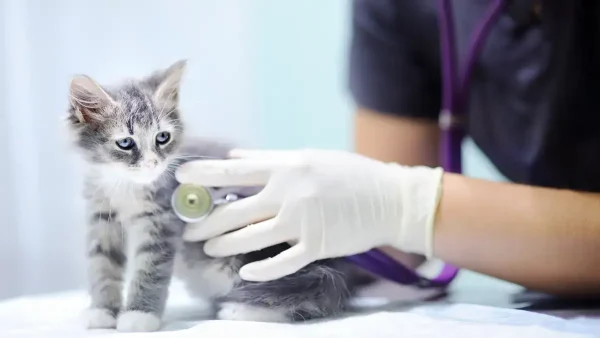Gato siendo atendido por veterinaria