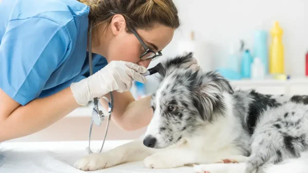 Veterinaria con un perro