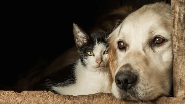 Gato y perro mirando