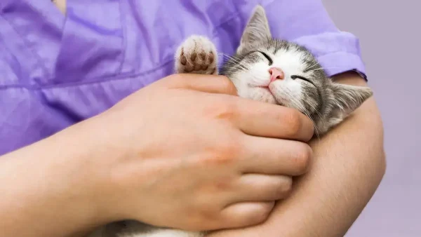 Gatito siendo atendido por una veterinaria