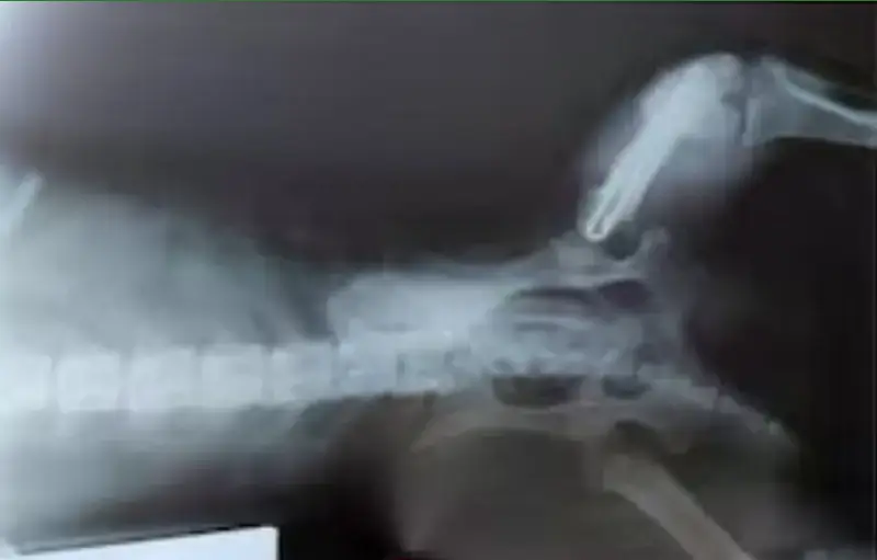 Radiografía de un perro en expediente de una pensión no contributiva por invalidez