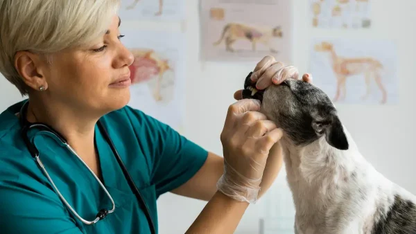 Veterinaria con un perro